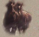 Image of horses running