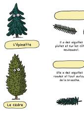 Nutshimit : Un bain de forêt - Feuille d'activité - Les conifères