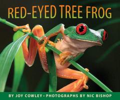 Red-eyed Tree Frog