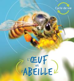 Cycle de vie : L'œuf et l'abeille