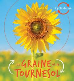 Cycle de vie : La graine et le tournesol