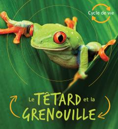 Cycle de vie : Le têtard et la grenouille