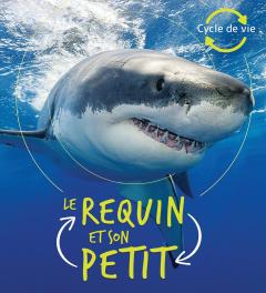 Cycle de vie : Le requin et son petit