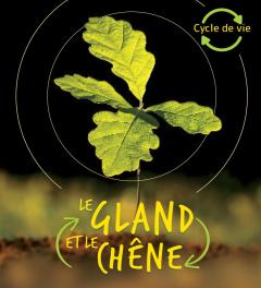 Cycle de vie : Le gland et le chêne